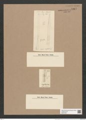 Synedra mesolepta Kuetz. (de-Toni-Nr.: Genus 66, Species 2647) Zeichnungen Sammlung Grunow Nr. 5367 (NHMW-BOT-W0373783)